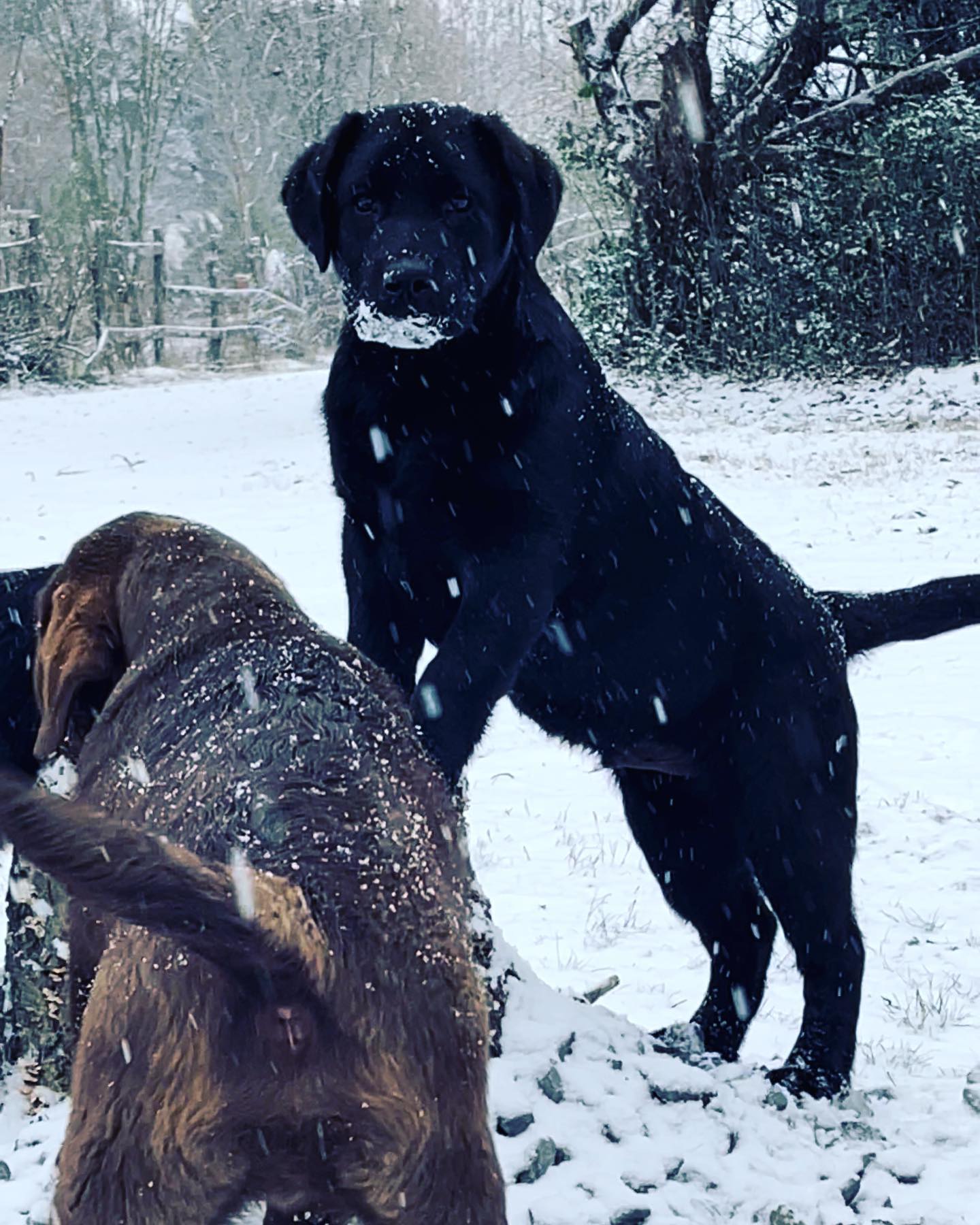 Tried & True Labradors