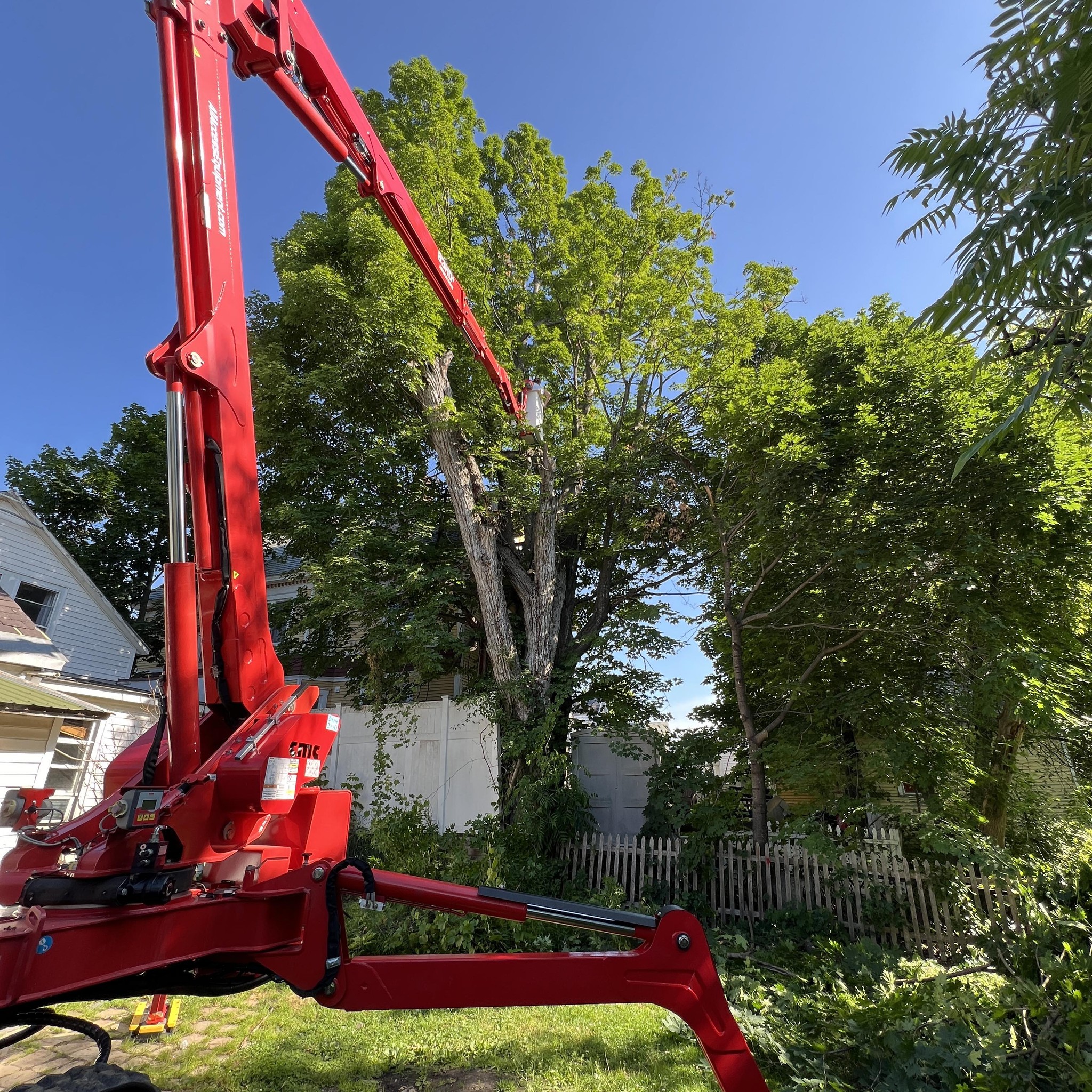 Felling this overly dead, rotted out cottonwood between a fence, a shed ...