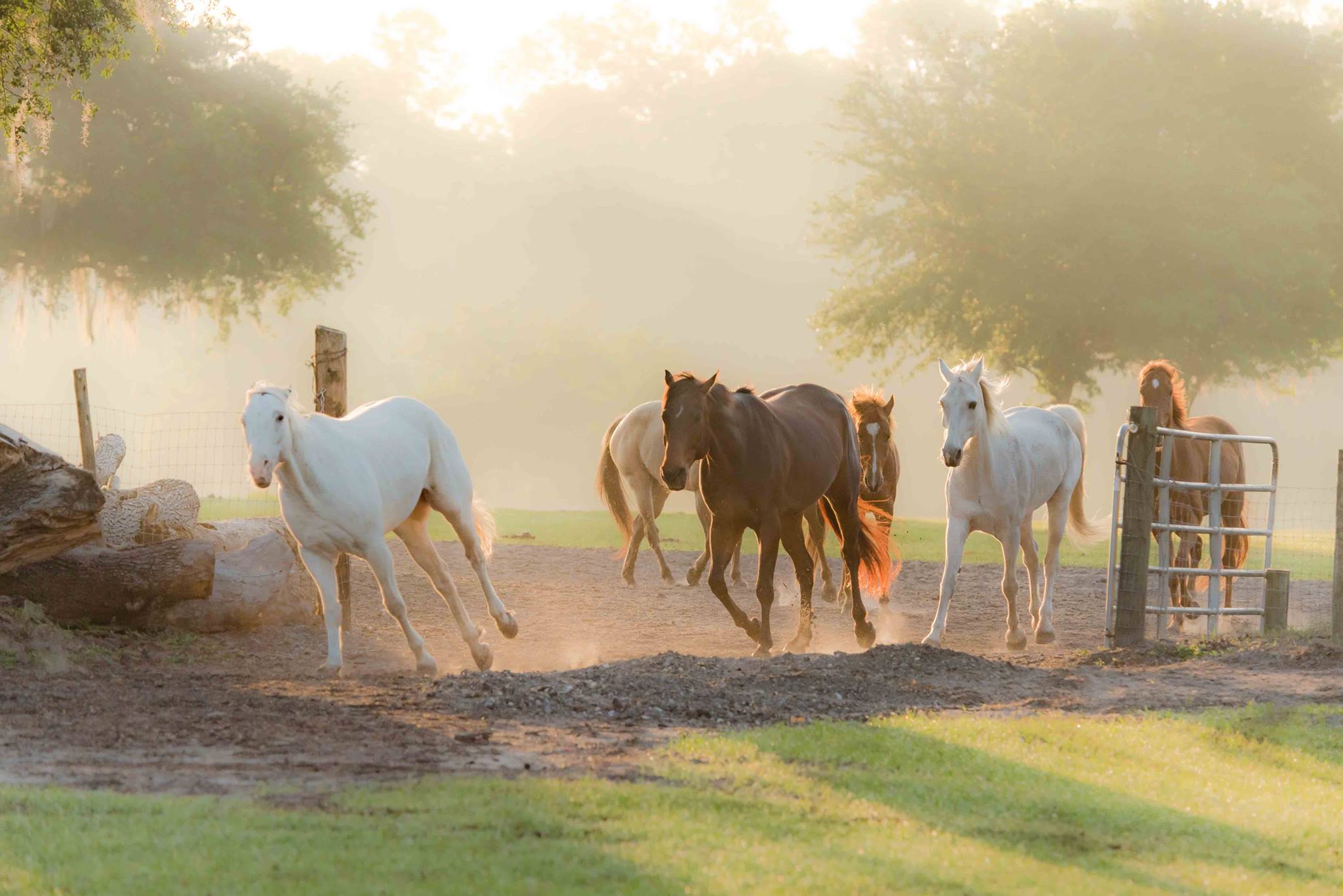 Childhood Dreams Equestrian... - Childhood Dreams Equestrian