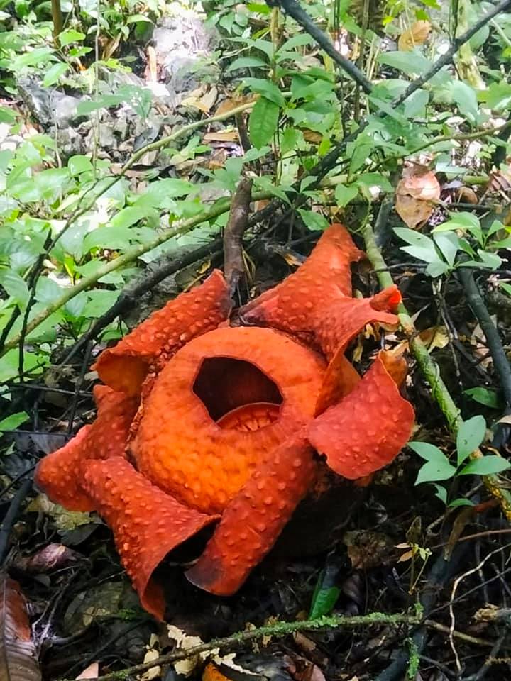 Rafflesia Garden Kampung Timurang | Kuching