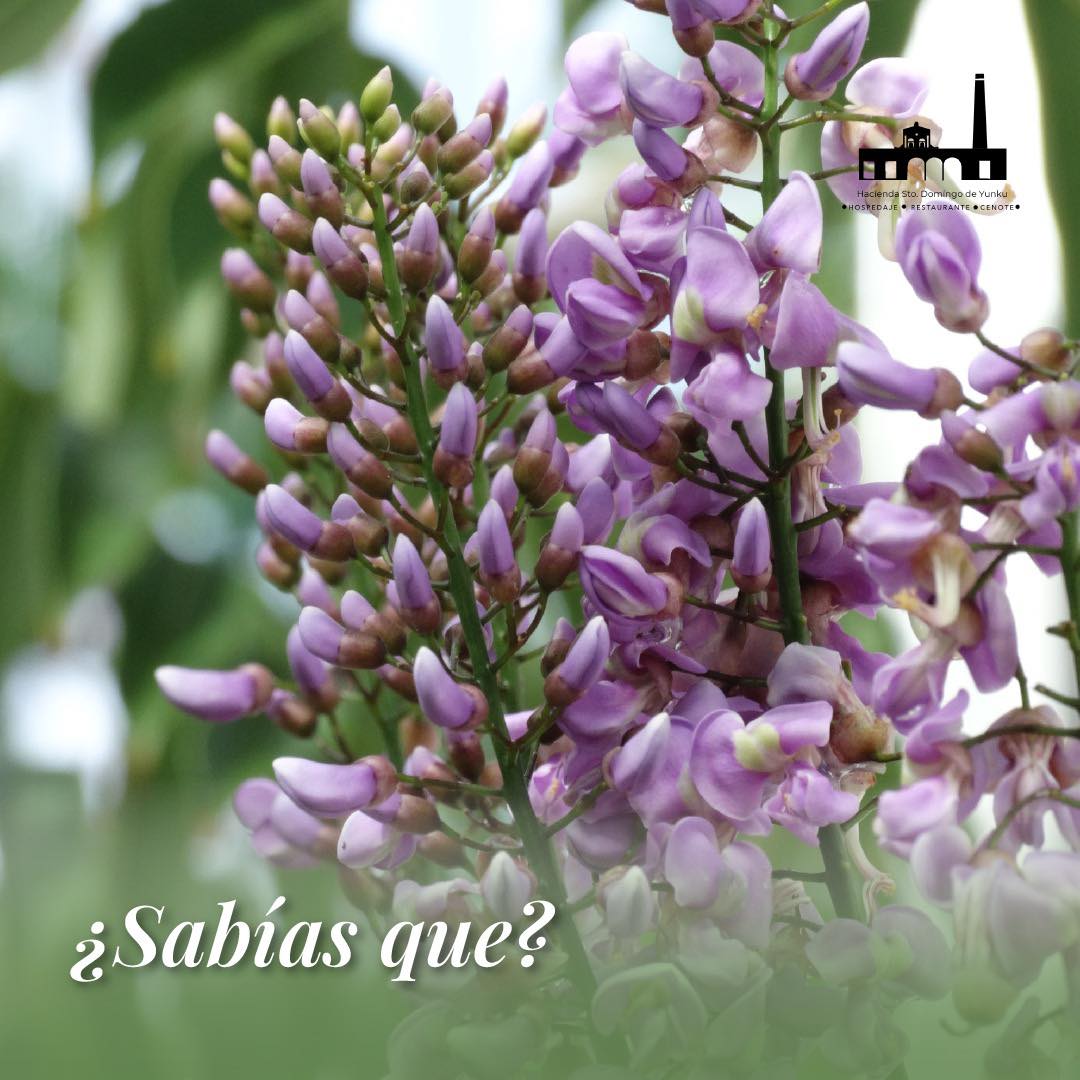 💡Sabías qué... el árbol... - Hacienda Santo Domingo de Yunku