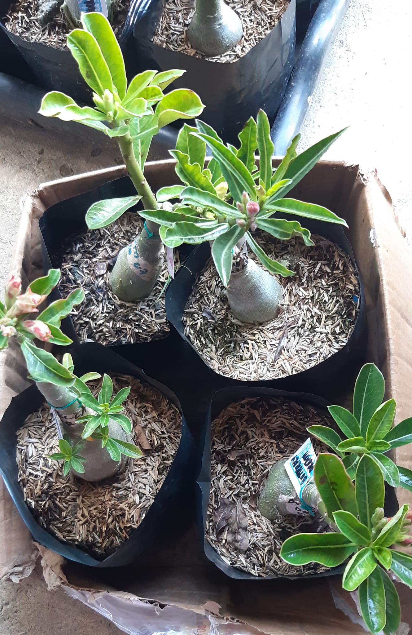 MJ's Adenium Flower Garden Philippines | Iloilo City