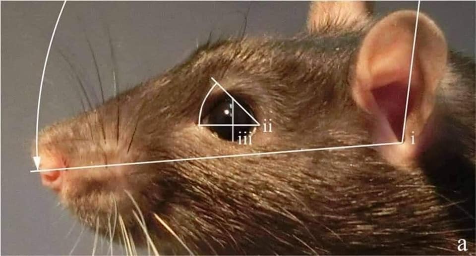 Lo sabías? - Lo sabías?? Las ratas sonríen, pero no con...