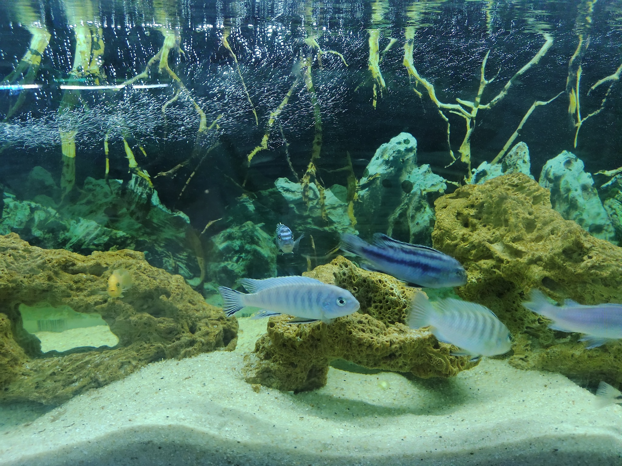 Hobby Fish Aquarium | Villahermosa