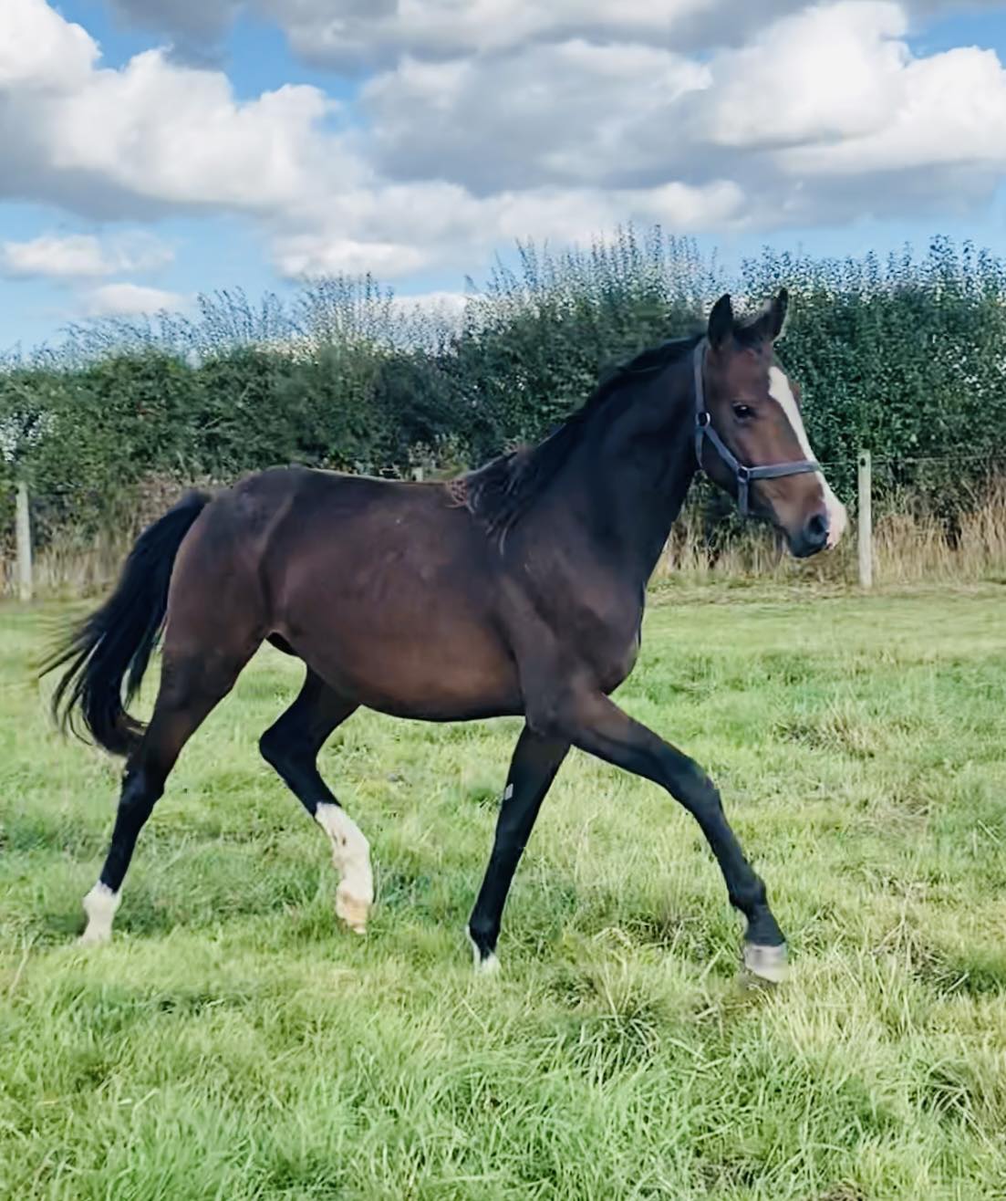 Spring House Stud