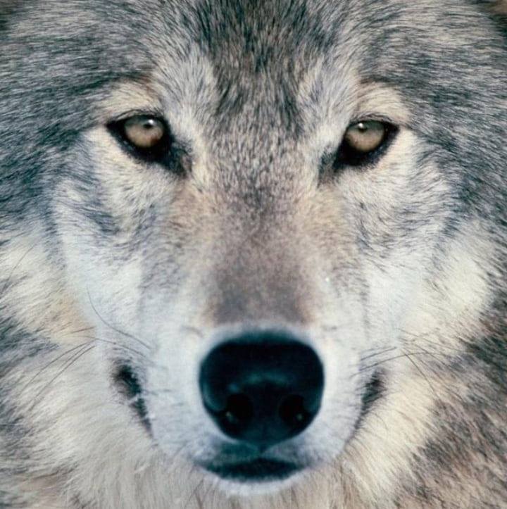 Grey Wolf Ranch