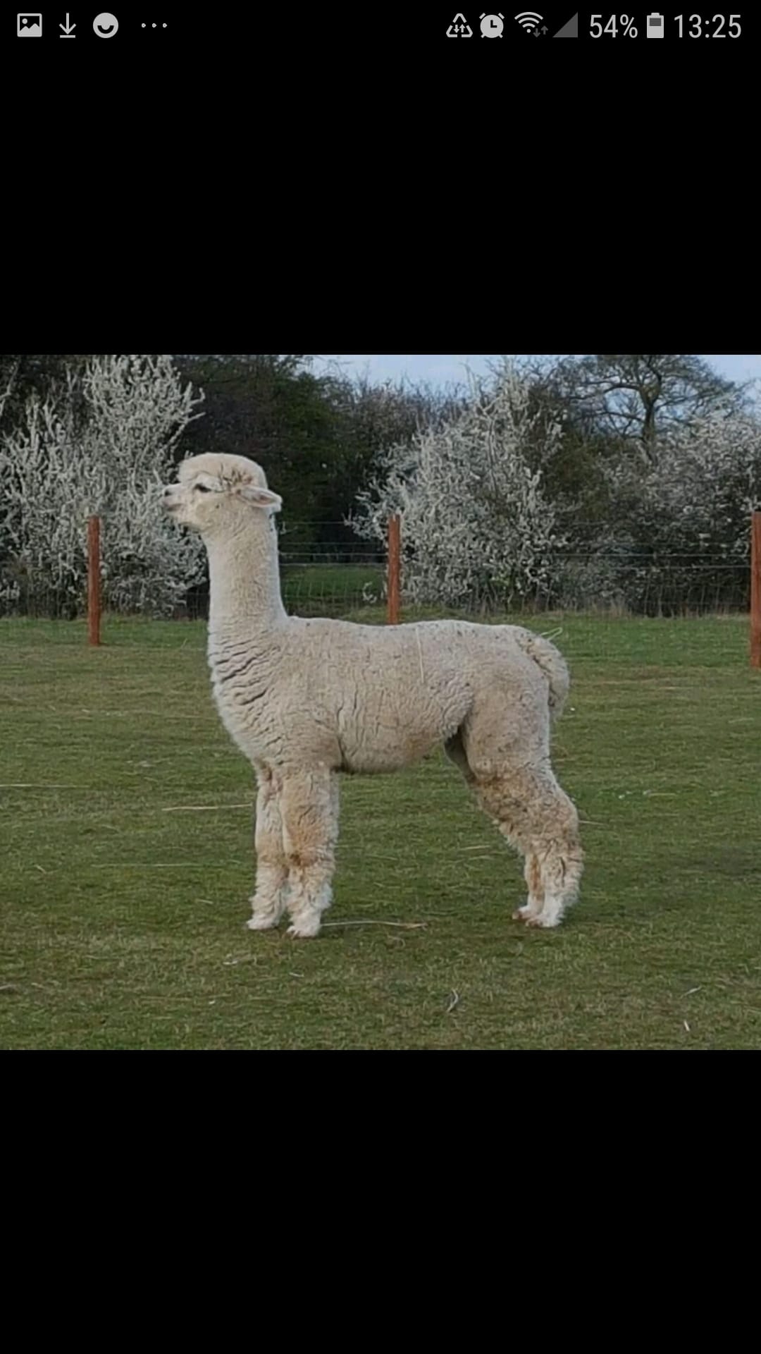 Hilly Ridge Alpacas