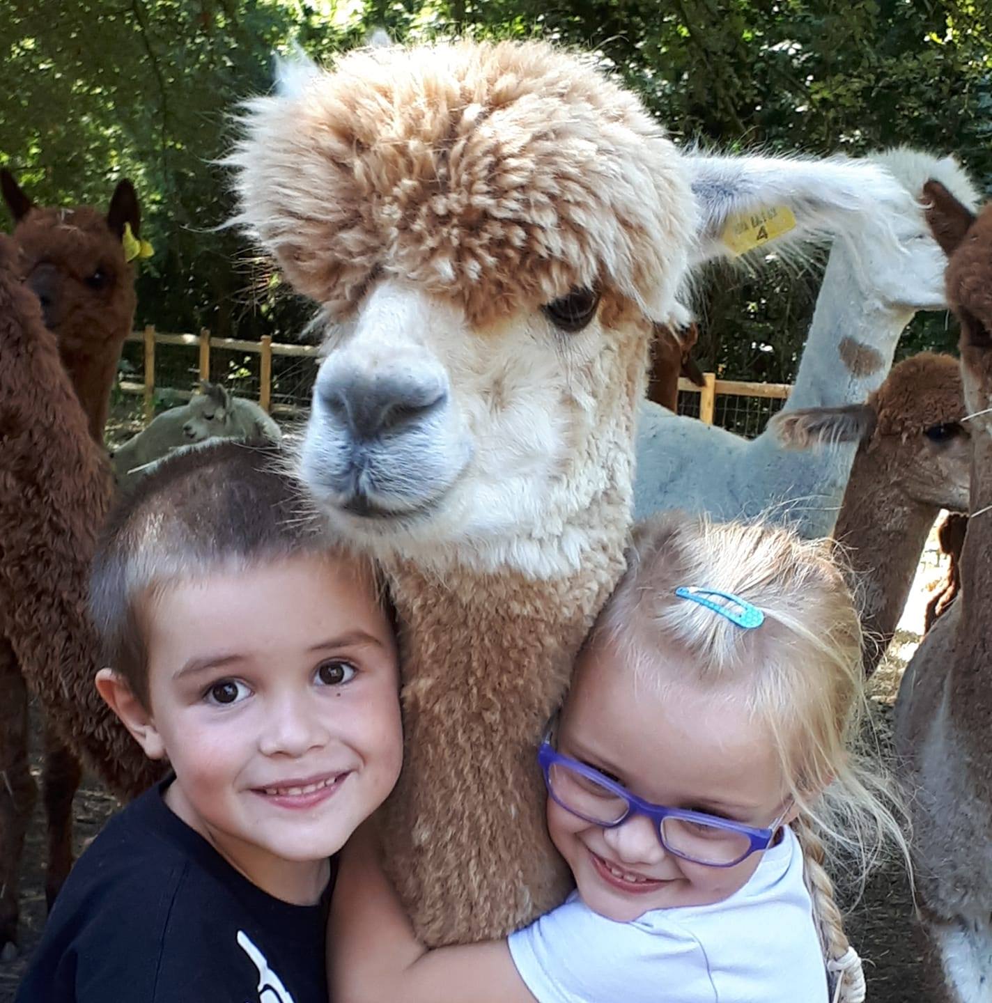 Alpaca and goat keeper experience #hillyridgealpacas #alpacas #goats # ...