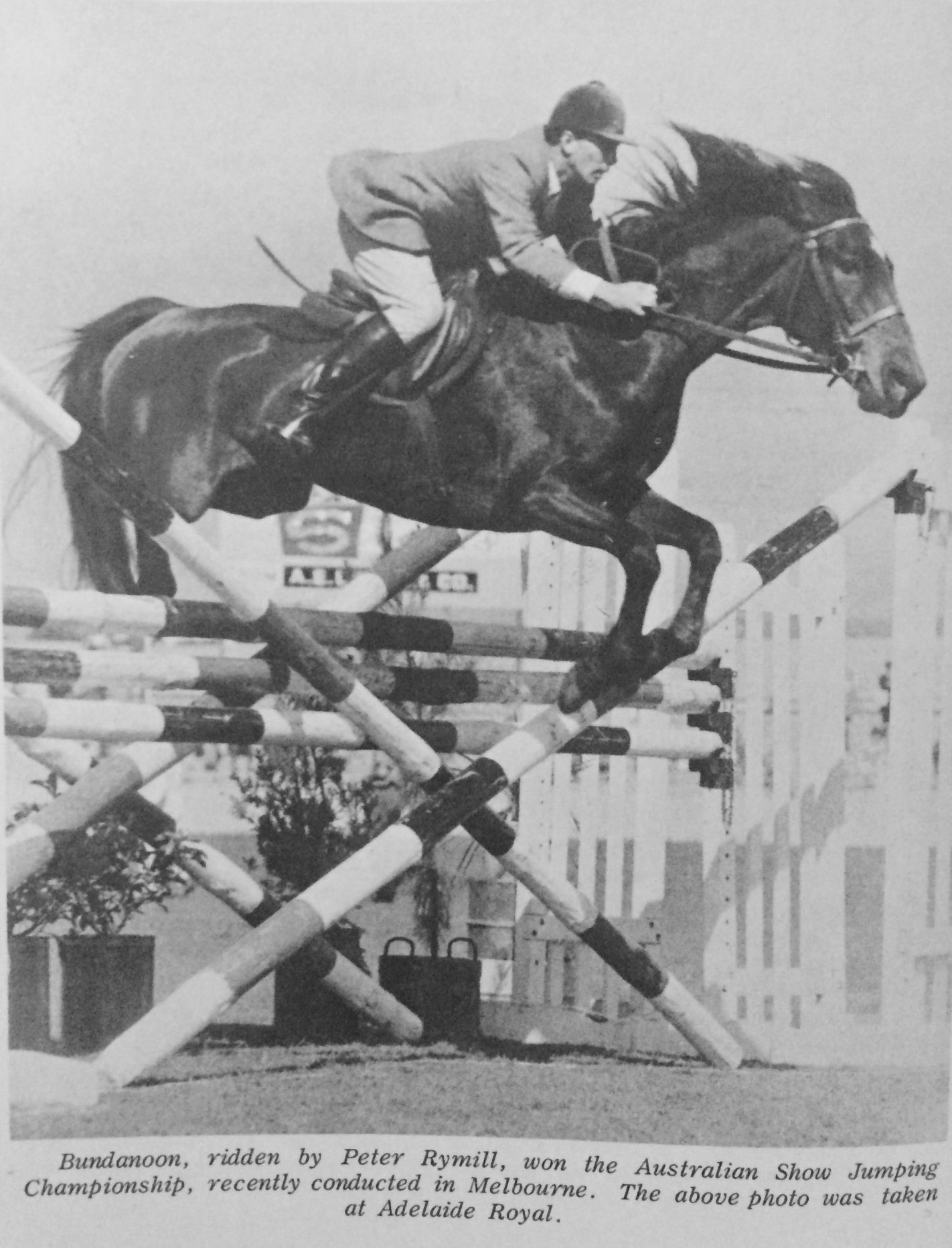 The Showjumping - 1965 Australian Showjumping Champion Peter Rymill ...
