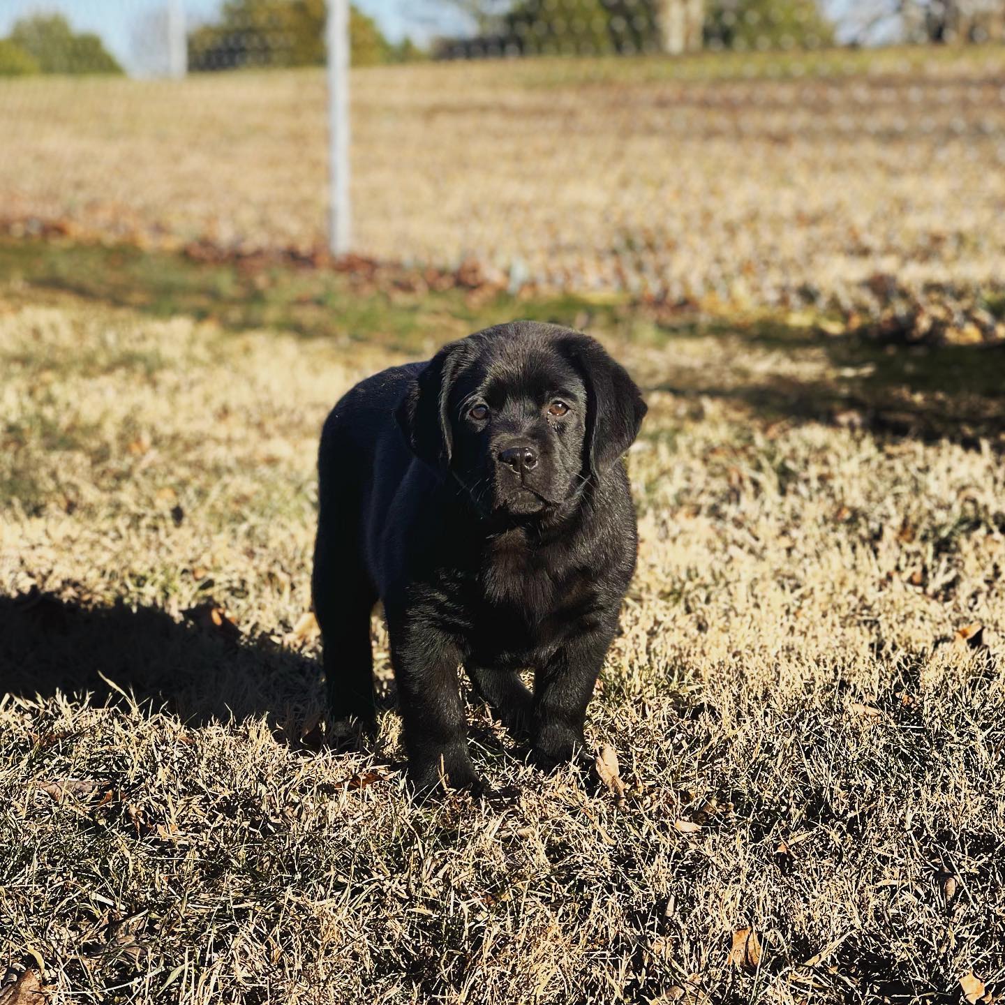 Tried & True Labradors