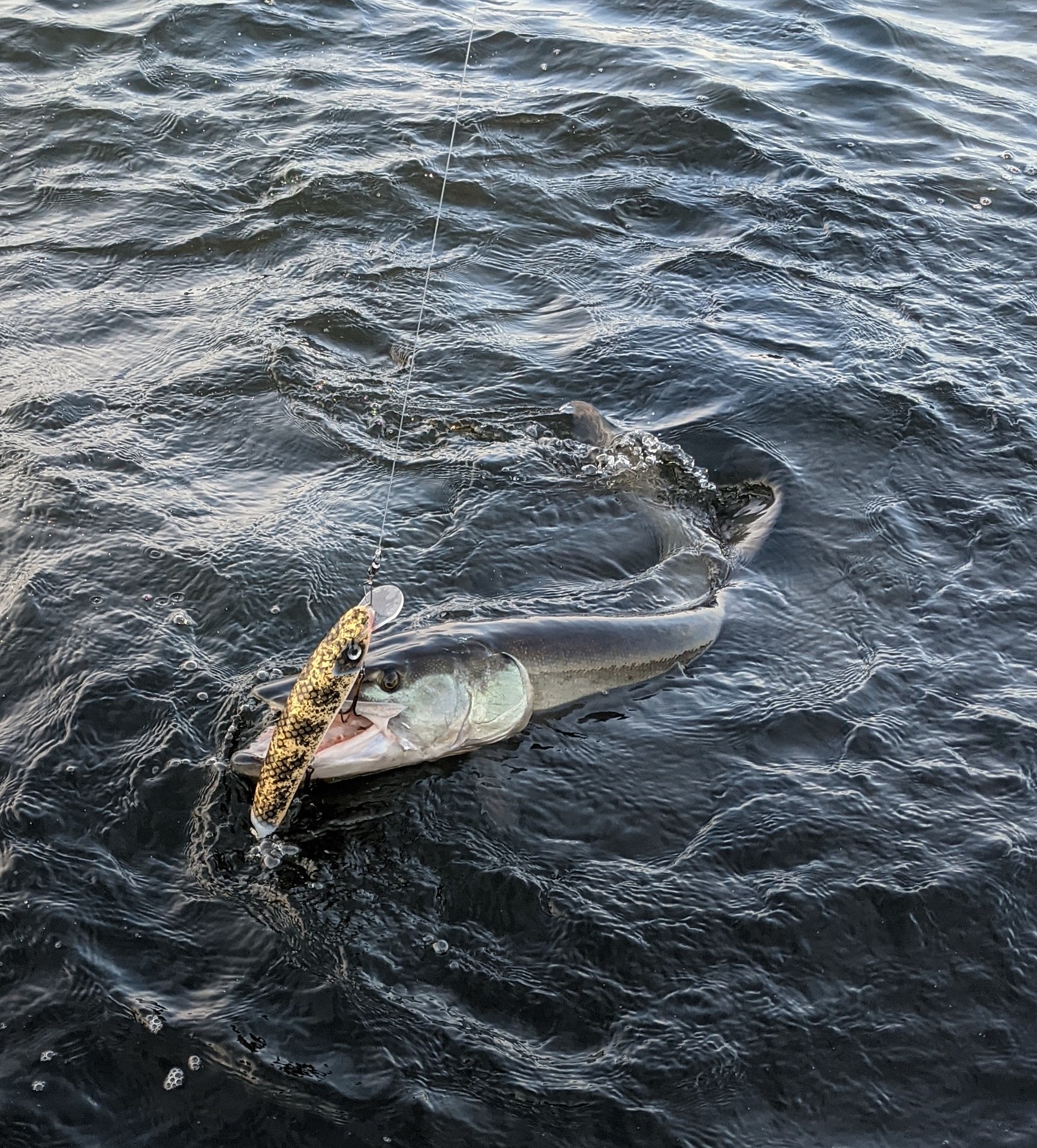 Nate's Gr8 Baits