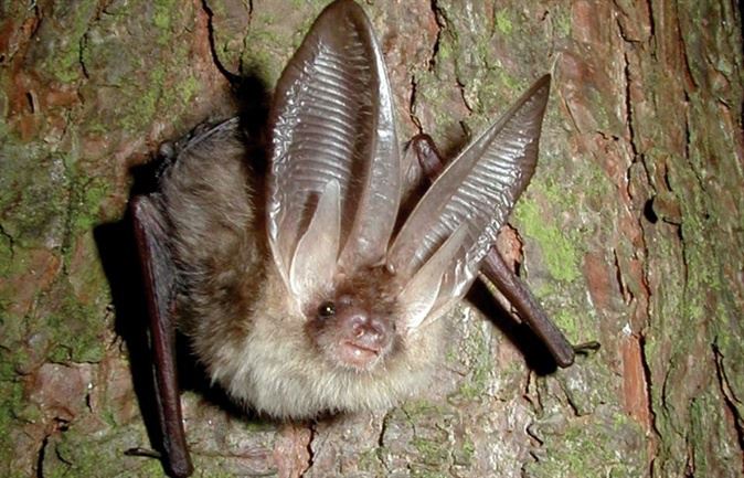 African Bat Conservation - Volunteer with African Bat Conservation in ...