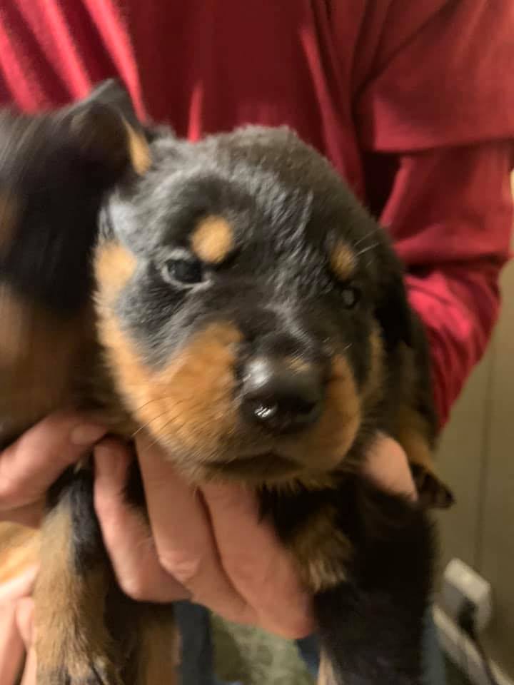 Purebred German Rottweilers Available - AKC,,,Rottweiler Puppies For ...