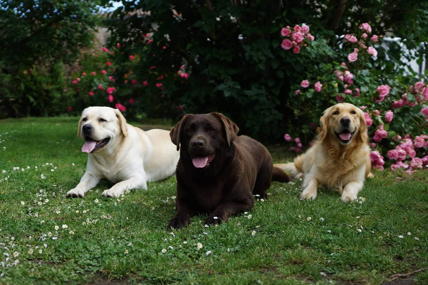Élev... - Élevage Labrador Retriever Au Pays De La Terre Rouge