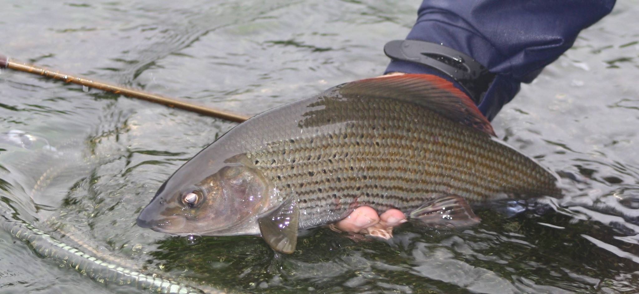 Fly Fish Hampshire added a new photo. - Fly Fish Hampshire