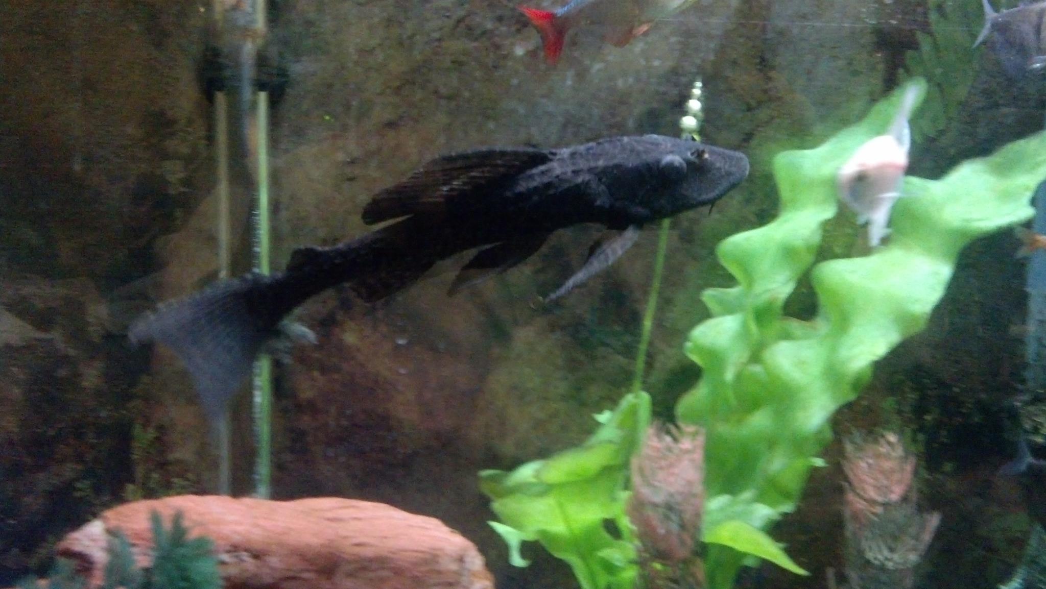 Snuffy the Fish