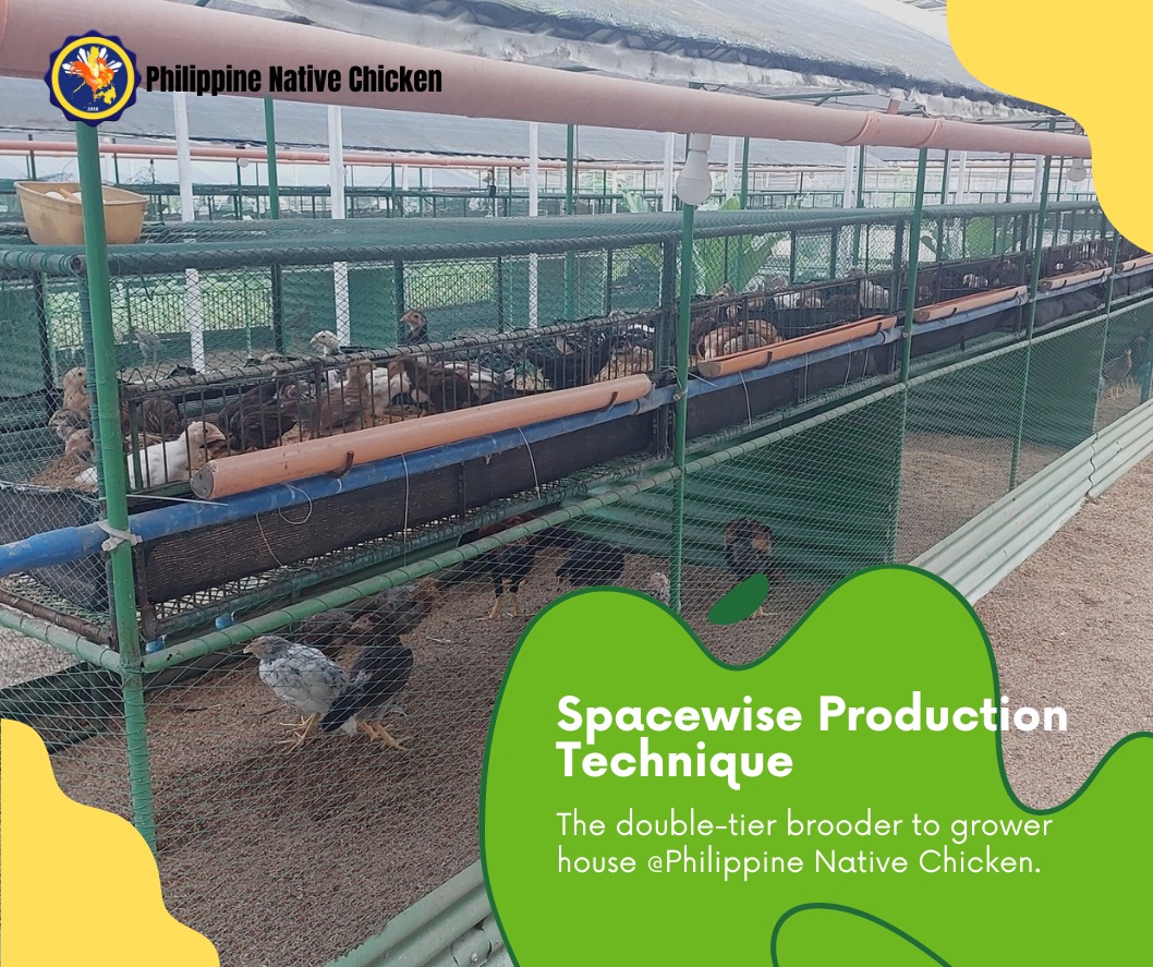 The double-tier... - Philippine Native Chicken