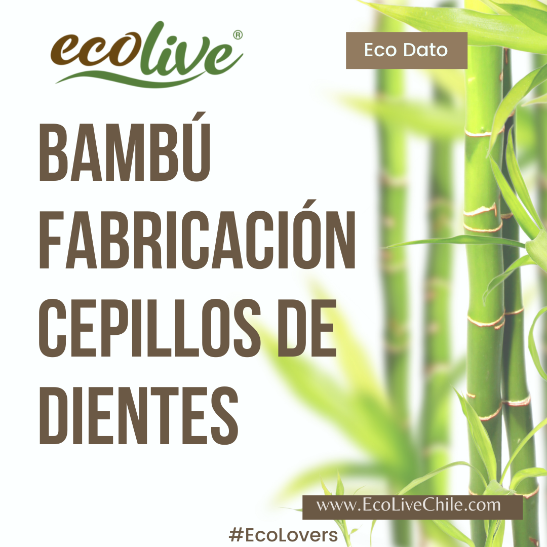 EcoLive - 🧐La raza de bambú que nosotros empleamos es la...