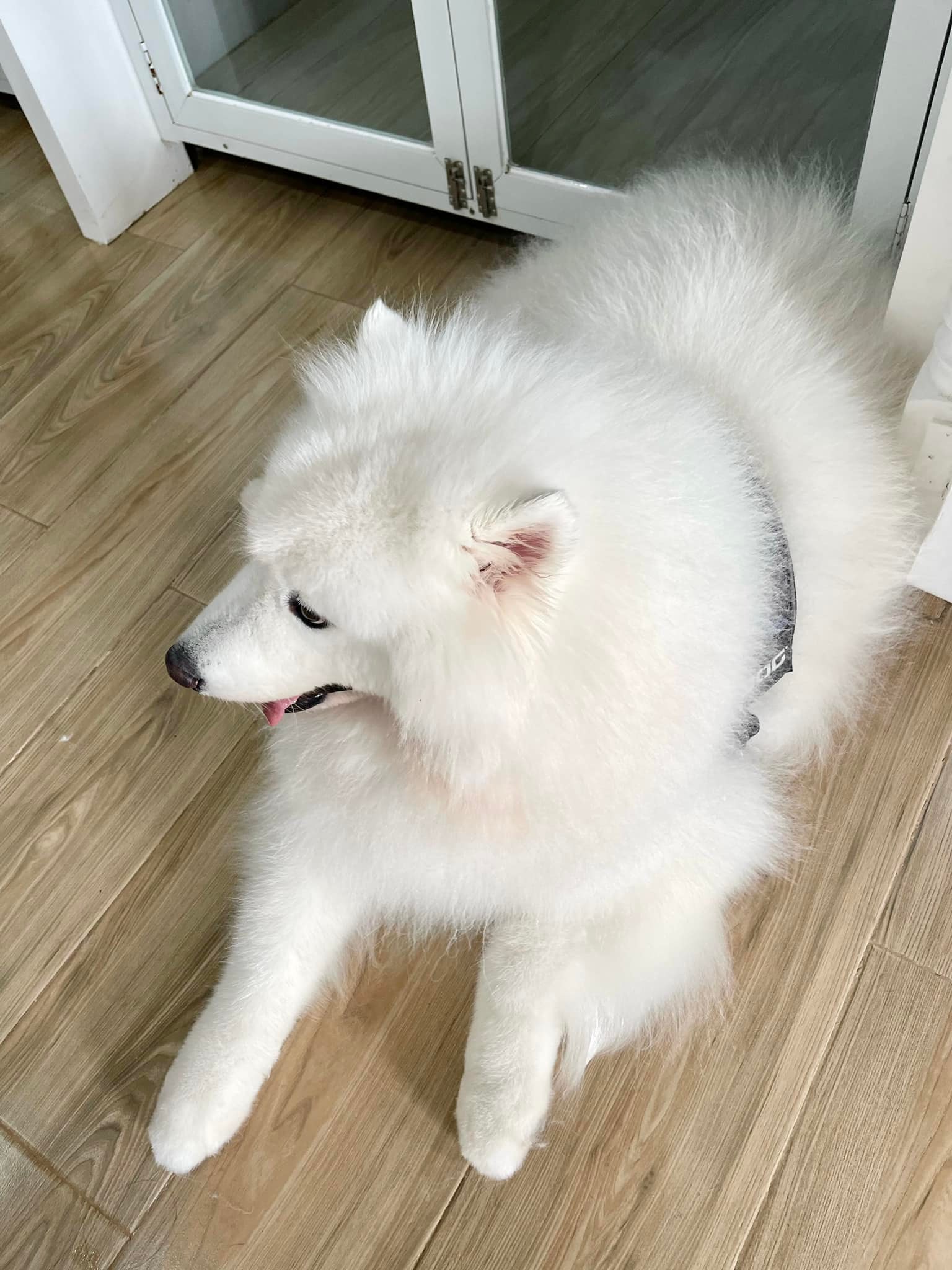 Random question for Samoyed owners; is it true you can knit their fur?