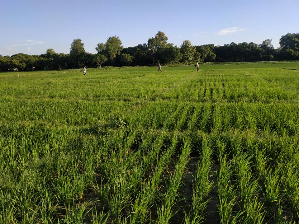 National Rice Research Program- NRRP | Janakpur