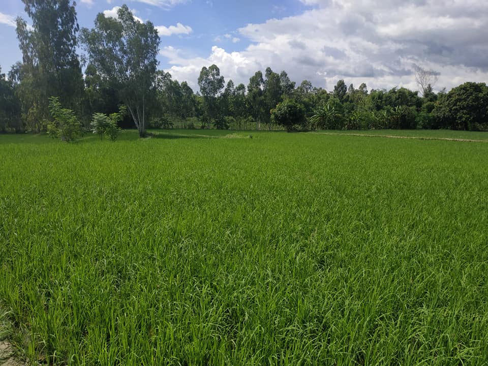National Rice Research Program- NRRP | Janakpur