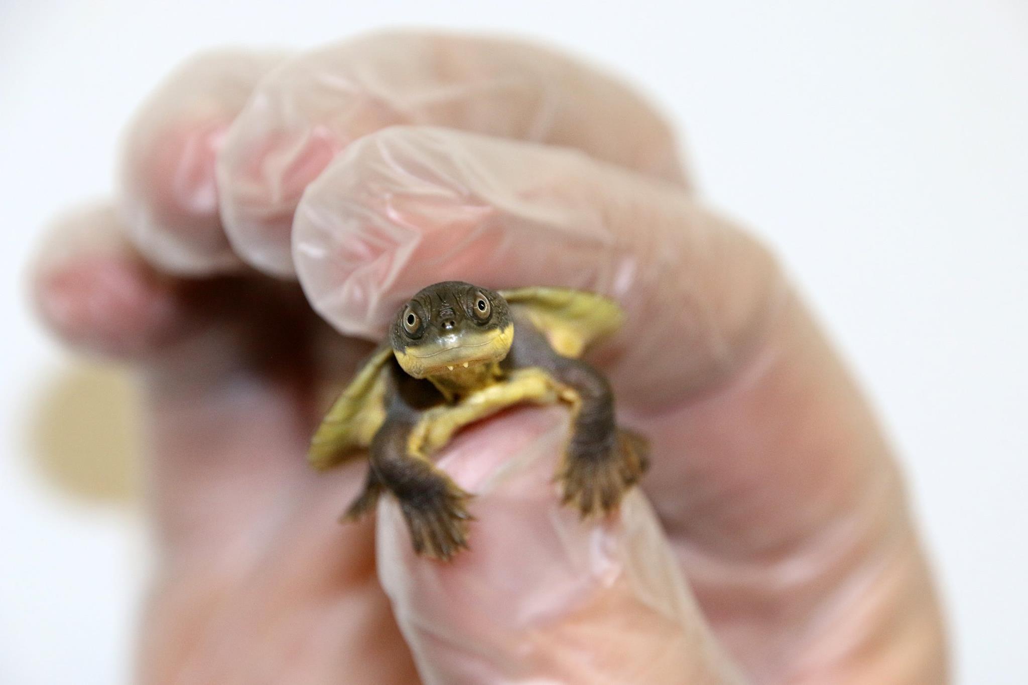 Save the Bellinger River Turtle
