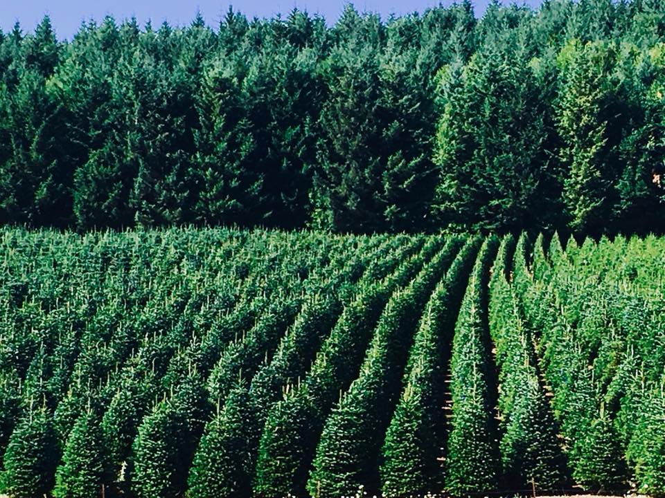 Big Santa Lot of Windy Acres Tree Farm | Hillsboro OR