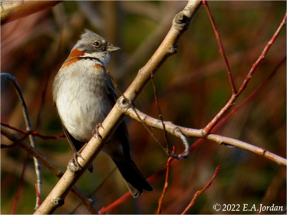 Mes oiseaux