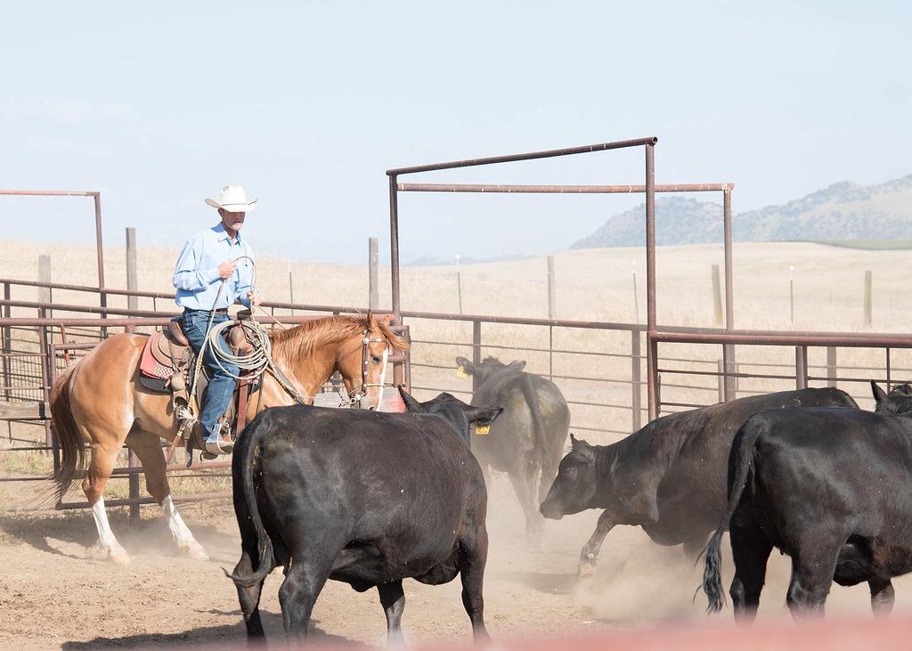 Harlan... - Harlan Livestock Ranch and Performance Horses