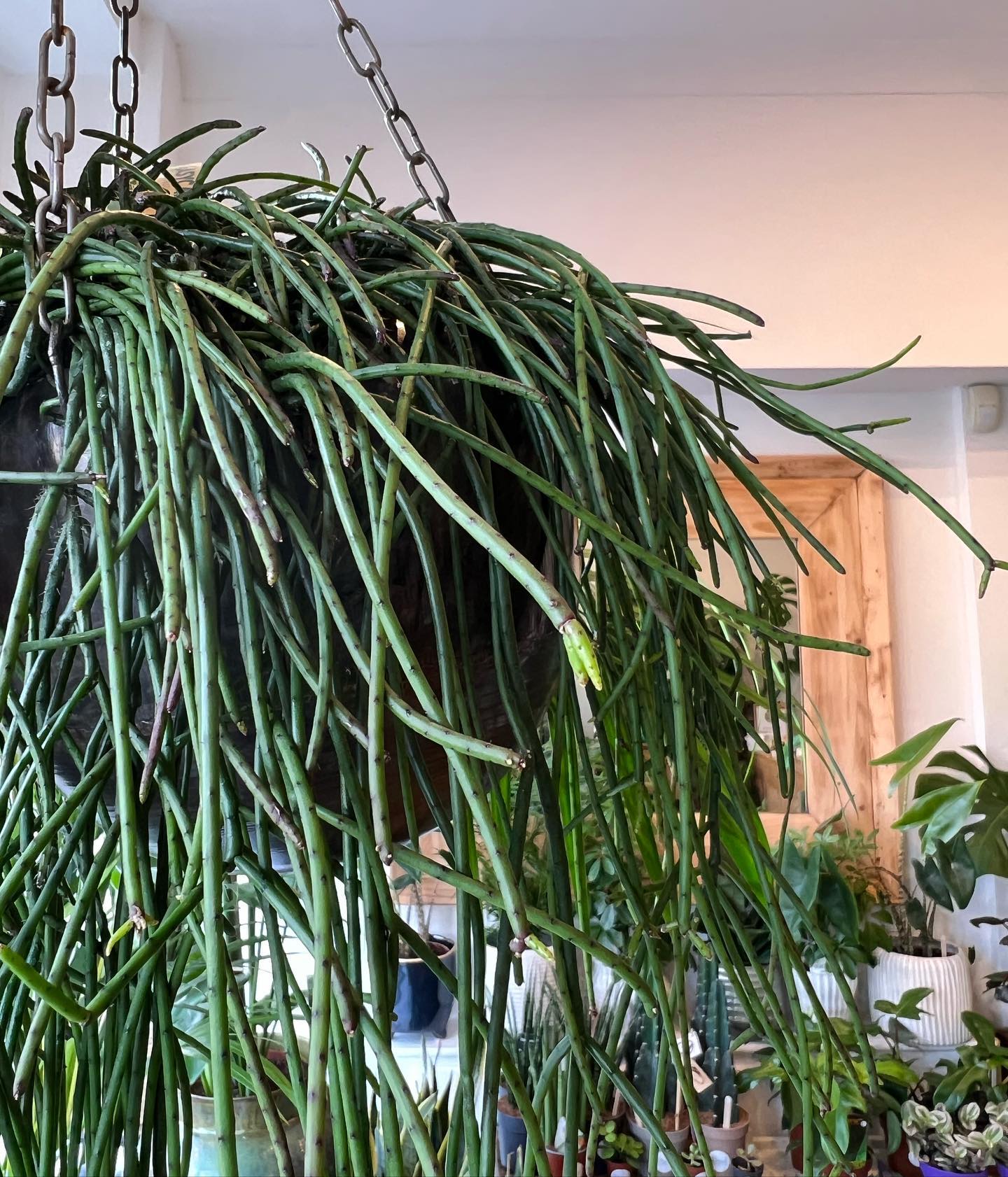 Bud Houseplants - This fabulous Rhipsalis Floccosa aka...