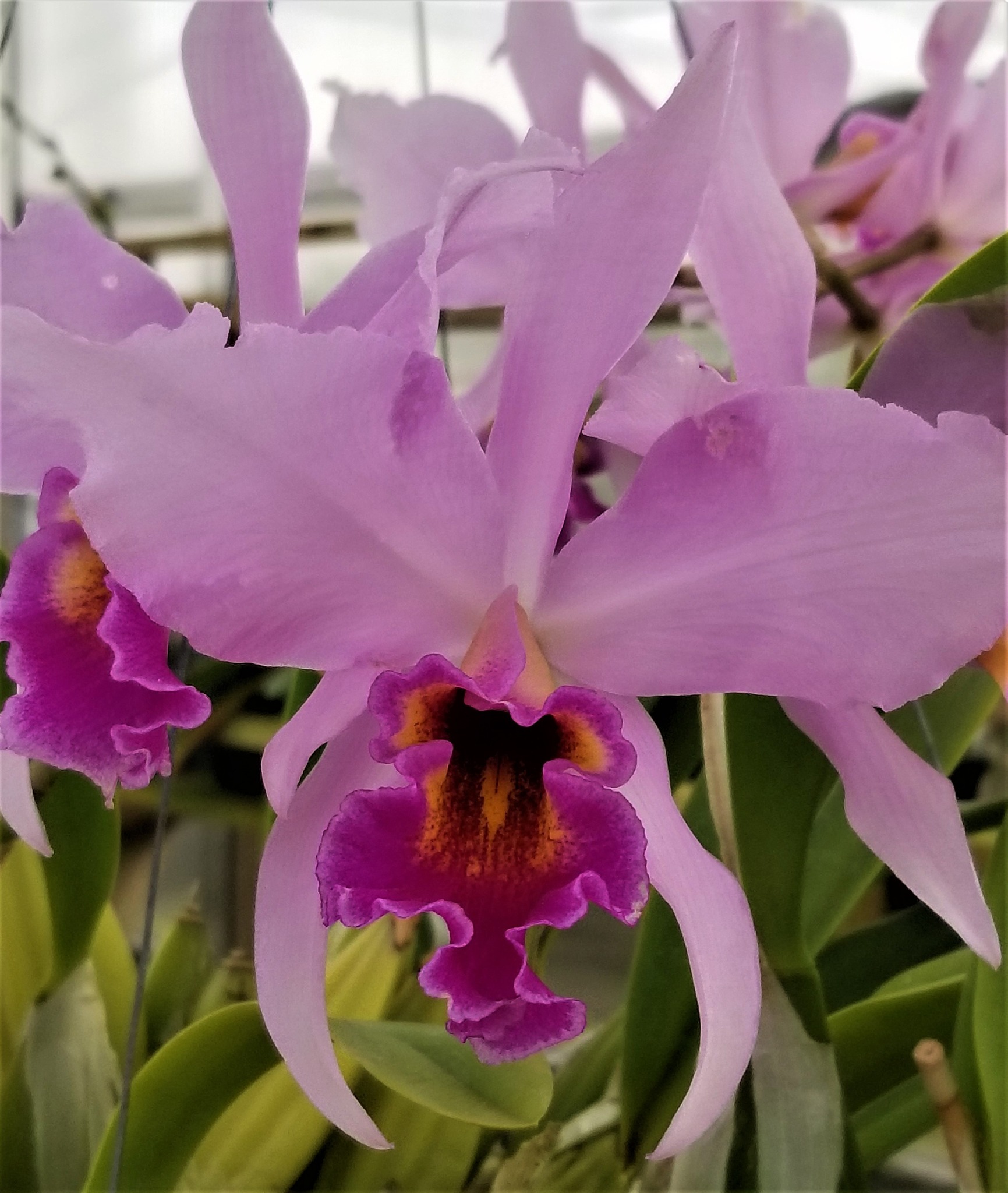 Laeliocattleya Mi Morena orchid's waxy and fragrant flowers