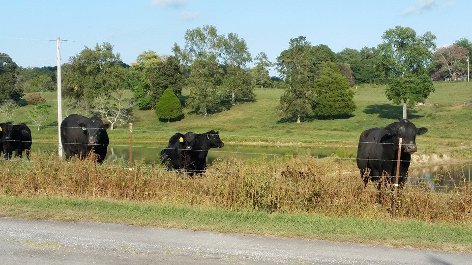 Triple R Farm | LaFayette GA