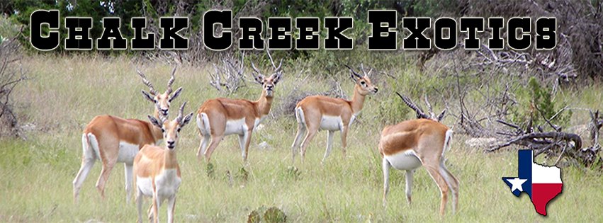 Chalk Creek Exotics