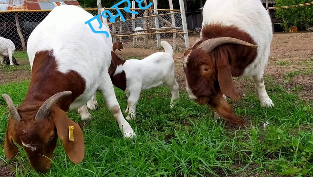 Everest Agro Farm added a new photo. - Everest Agro Farm