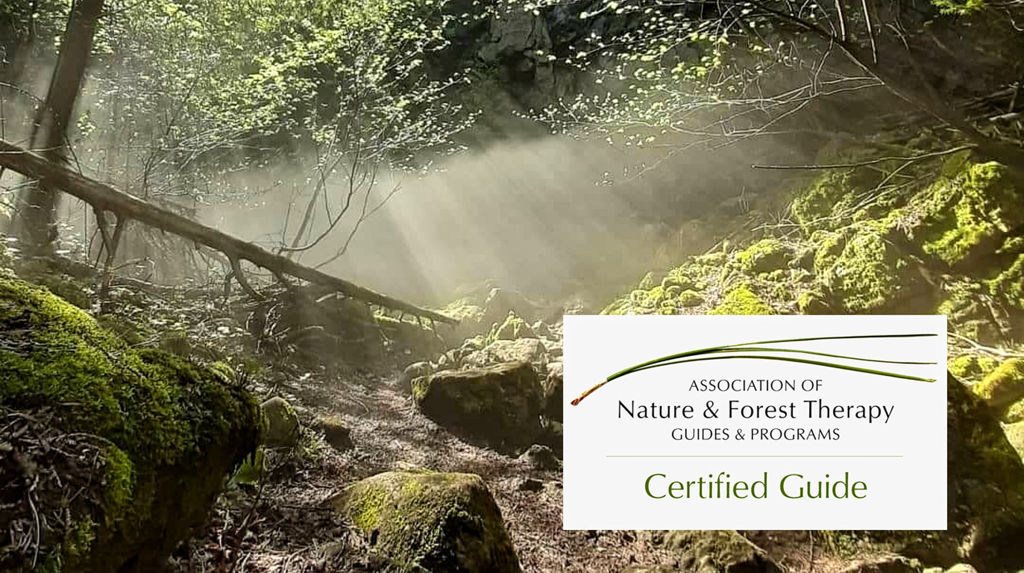 Image showcasing Forest Therapy Walks with Tamara | The Blue Mountains ON