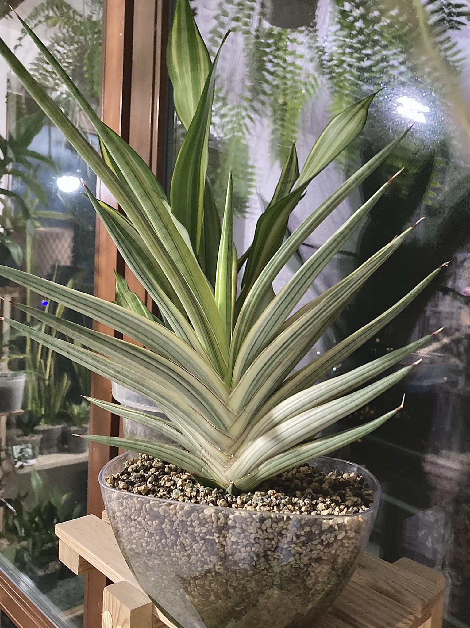 Sansevieria mafinga 'km.10 white variegated'