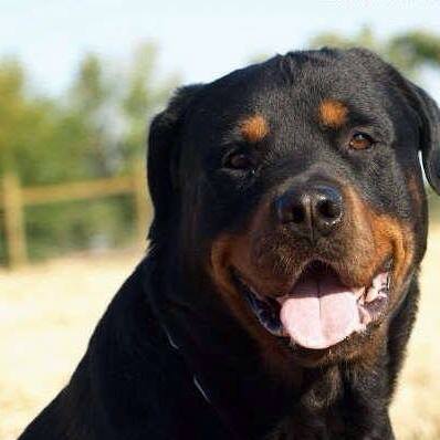 Rottweiler DK