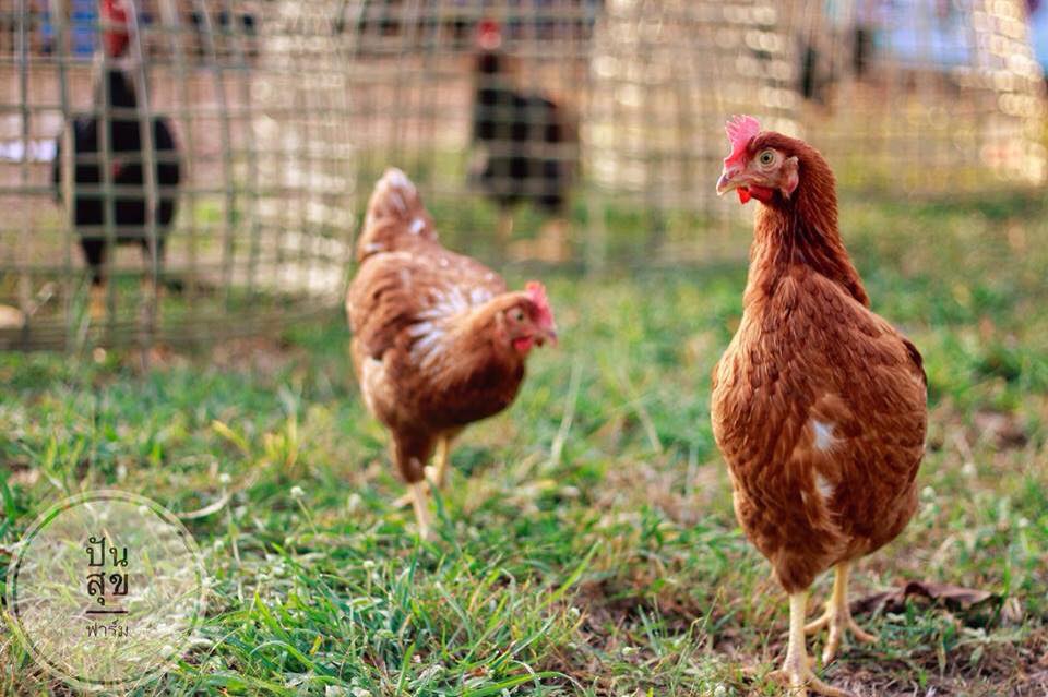 ปันสุขฟาร์ม Punsuk Organic Farm | Amphoe Khong