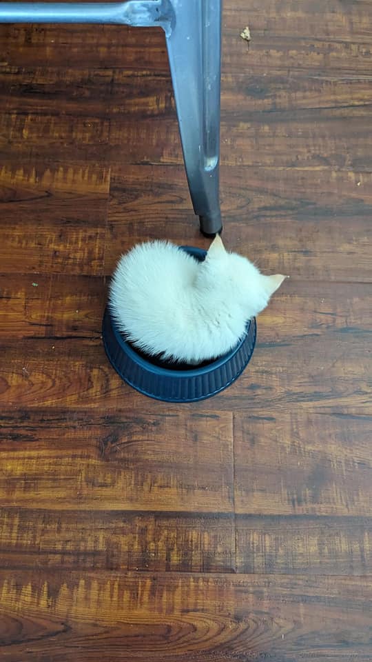 Fixin Feral Felines