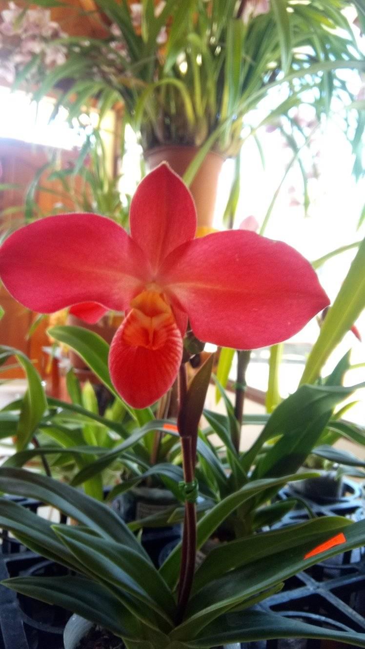 Orquídeas y Capulíes | Ambato
