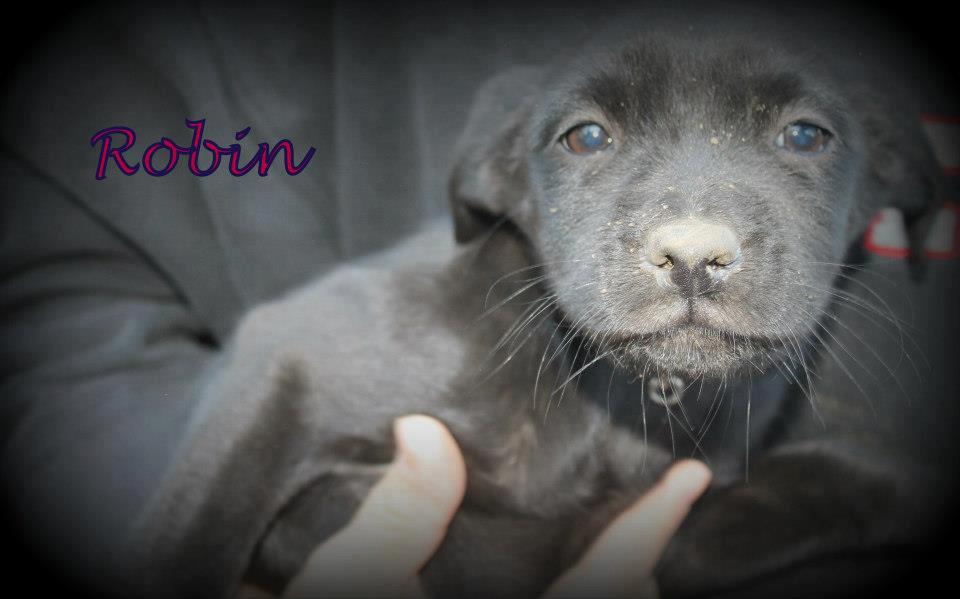 Maine - Please share - Robin is female black Lab mix, about 9 weeks old ...