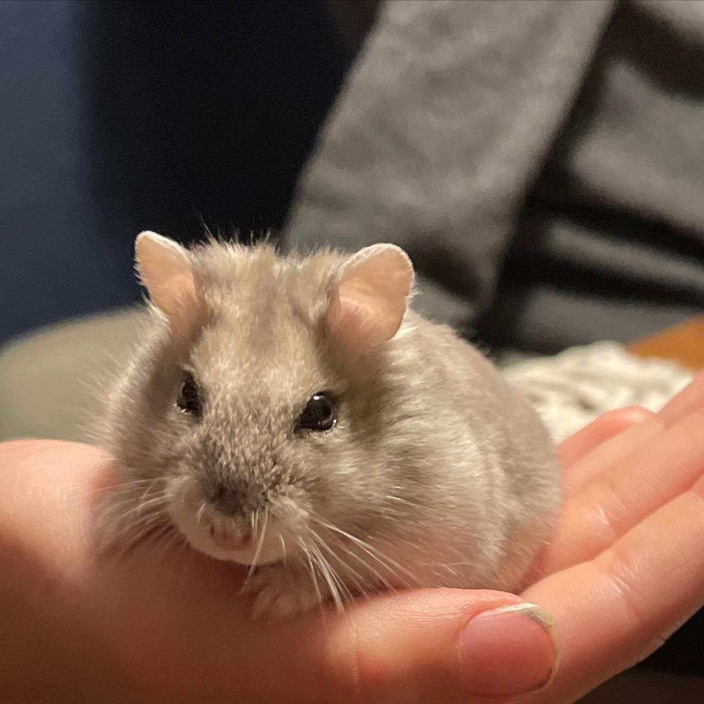 Sad news. Periwinkle passed... - Rabbit Rescue Incorporated