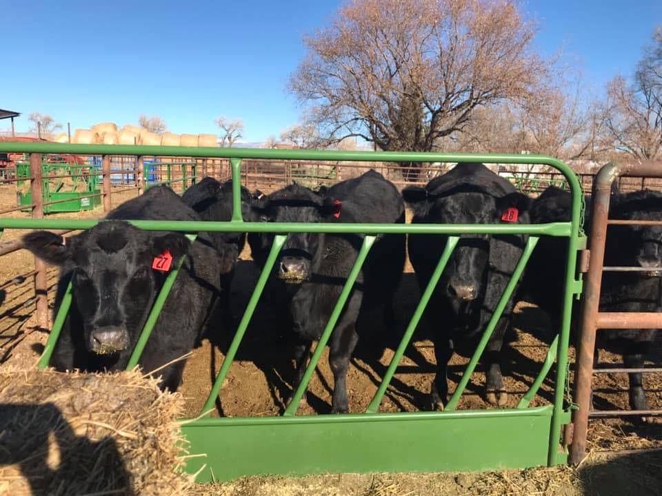Red Creek Angus Ranch | Roosevelt UT