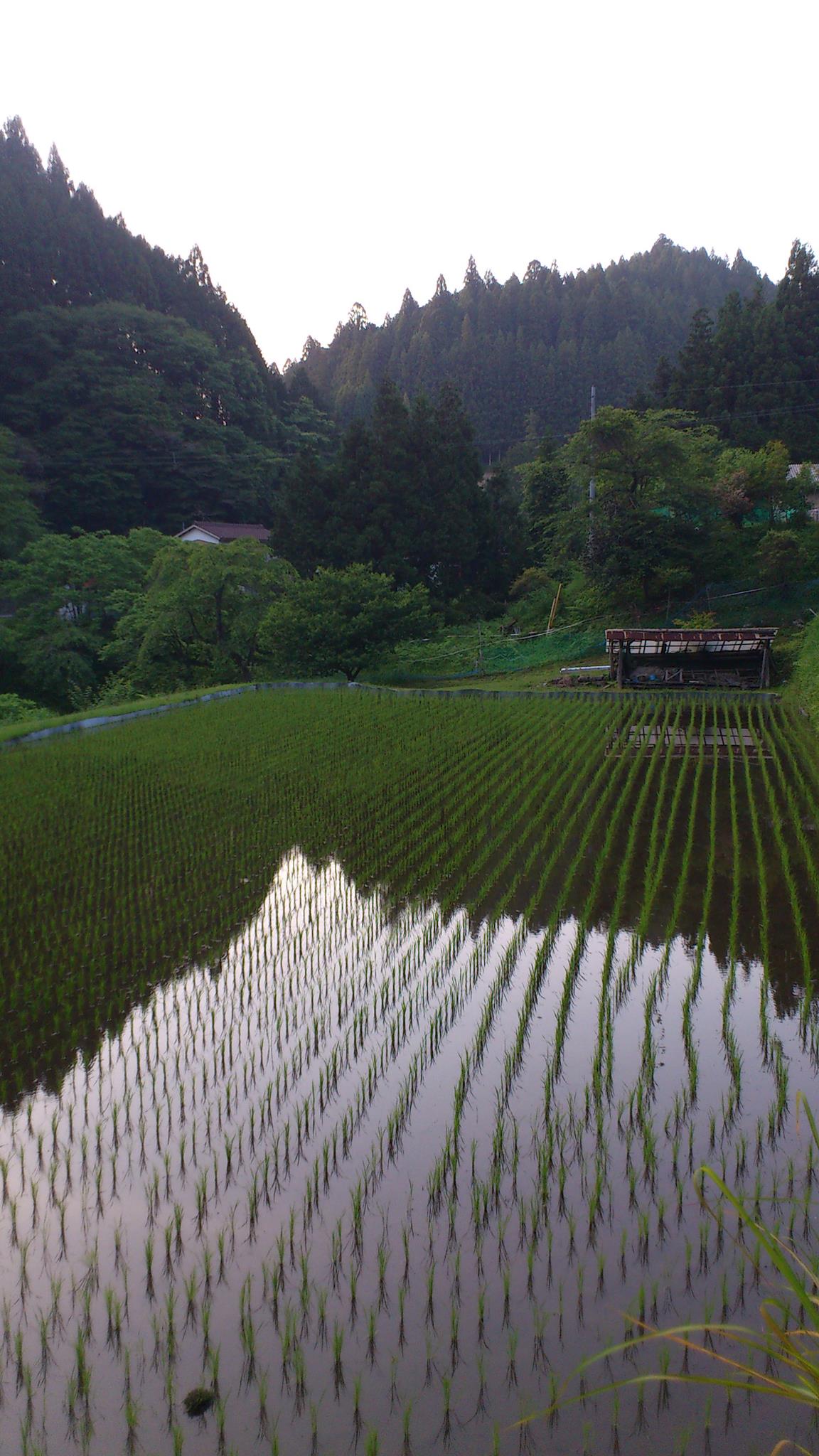 豊根村観光協会 - 夕暮れ時の田んぼは、まるで鏡に映っているかのごとく。 う～ん！なかなかいいなあ。 音もたてずにオタマジャクシだけが、水面 ...