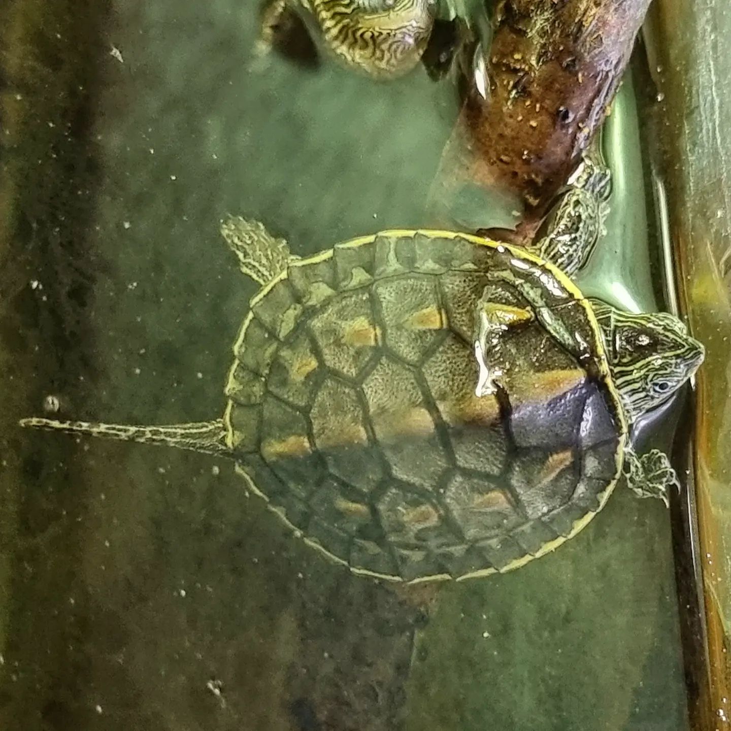 The Golden Thread... - Dudleys Turtles - The Turtle Emporium