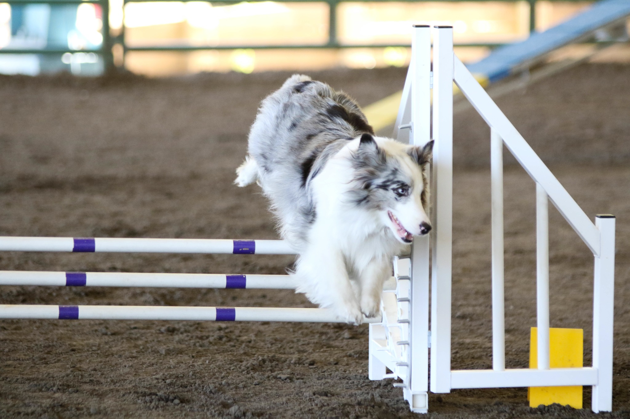 Dog Agility Training | Changing your leading hand is a valuable skill ...