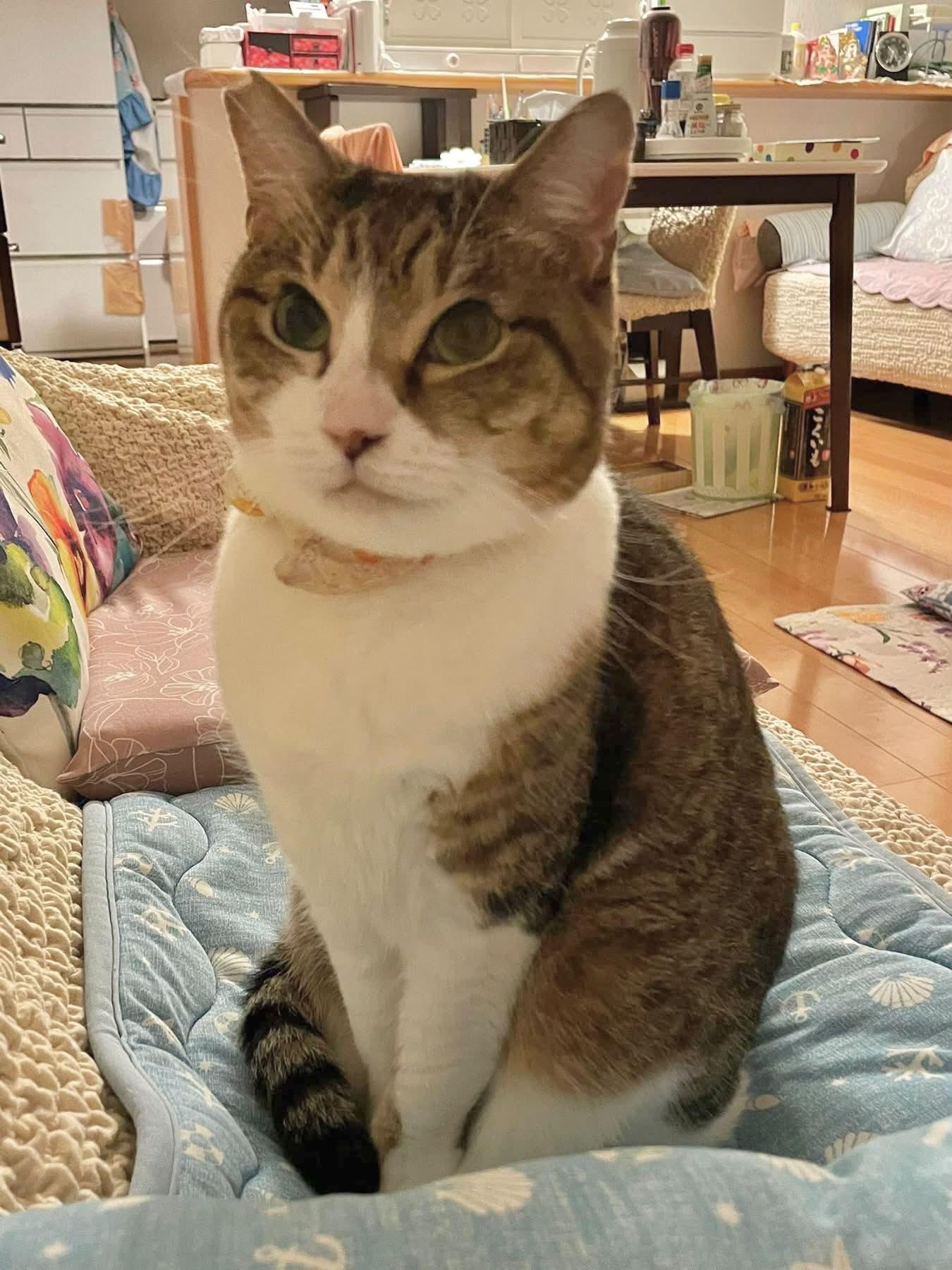猫大好き(犬もね) | Facebook