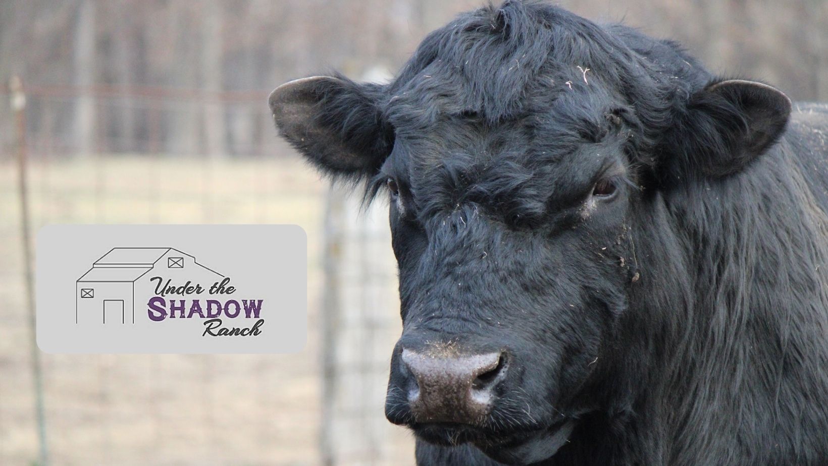 Under The Shadow Ranch