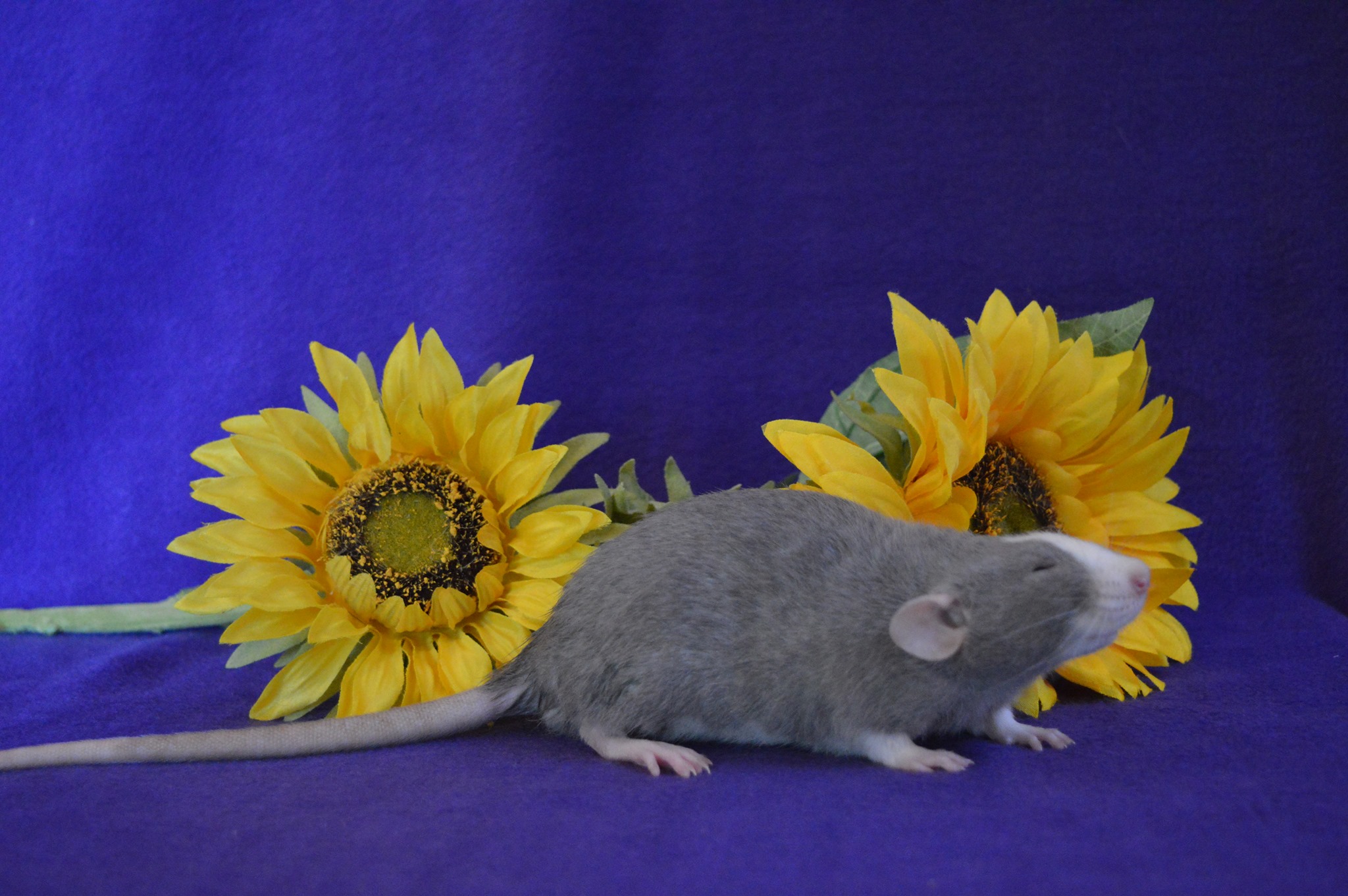 Tiny Toes and Tails Rattery