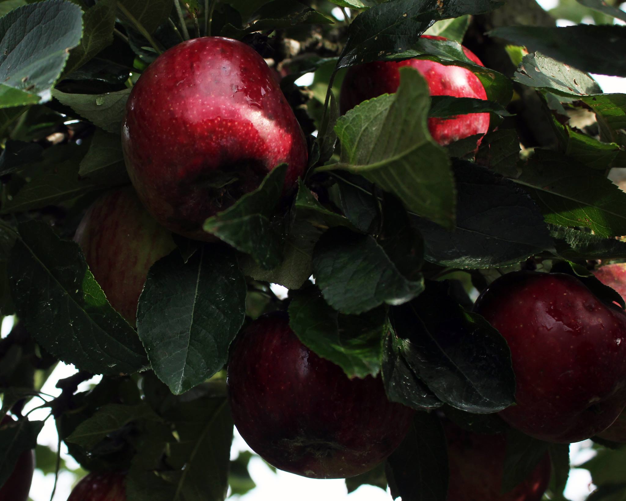 Devil Dog Orchard | Reidsville NC